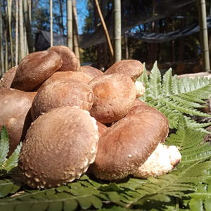 原木しいたけ  4月ver