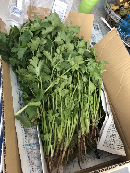 クール便 ハマること間違いなし 有機肥料の香り高いパクチー 農家漁師から産地直送の通販 ポケットマルシェ