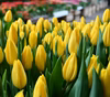 【チューリップ切り花】黄色と言えば　ストロングゴールド１０本