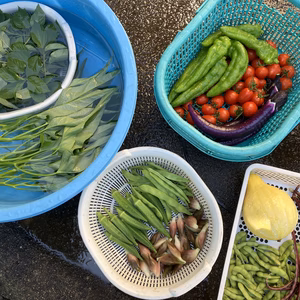 白川郷より何が届くかお楽しみ♪旬の野菜セット