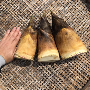 旬のもの、筍（たけのこ）福岡県産／1.7㎏（2~3本）／米ぬか付き