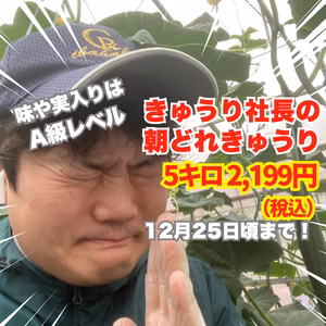 【常温配送/訳あり】5㎏（25〜30本）味や実入りはA級品／朝どれ新鮮きゅうり