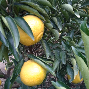 【柑橘食べ比べ】今だけ‼️柑橘詰め合わせセット 4.5kg(箱込み)