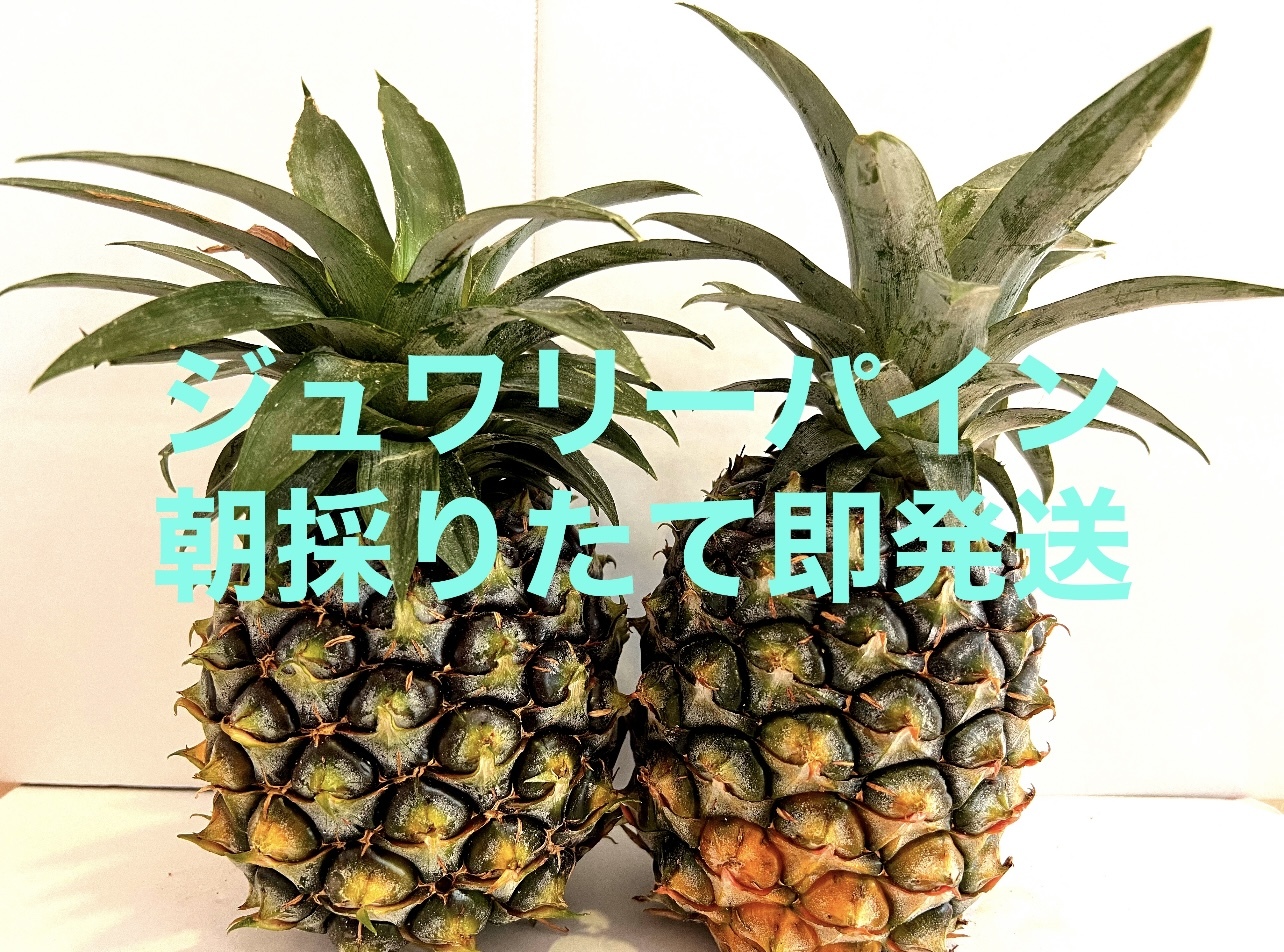 沖縄県石垣島産ハワイ種(ジュワリーパイン)|果物の商品詳細|ポケットマルシェ|産直(産地直送)通販 旬の果物・野菜・魚介をお取り寄せ 石垣島産 ジュワリーパイン