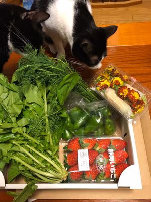 みんなの投稿の画像