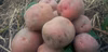 じゃがいも　肥料農薬不使用、自家採種