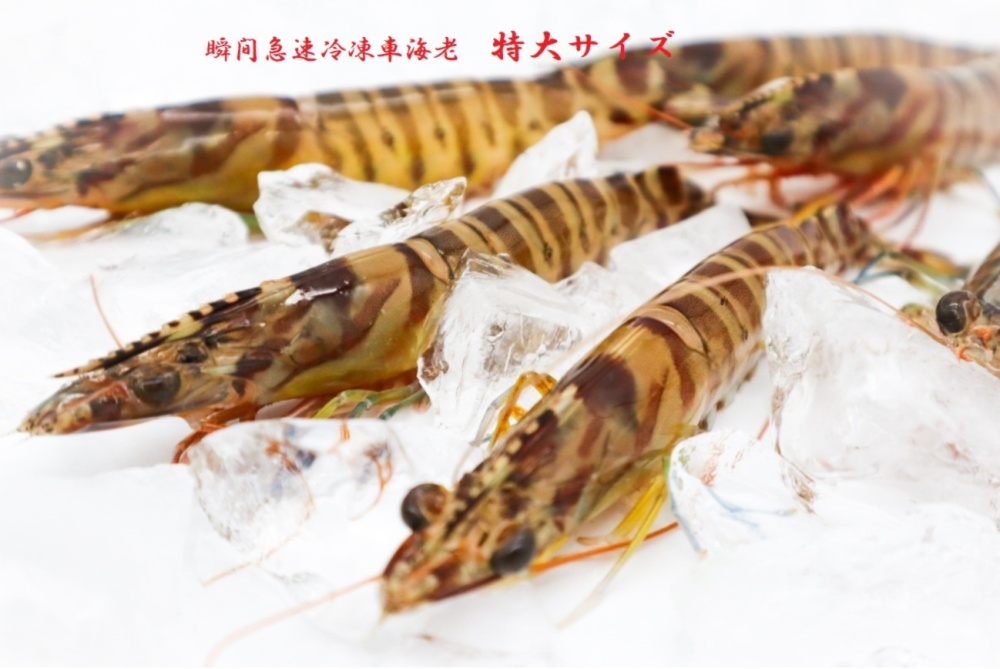 送料無料キャンペーン 新鮮 活き〆瞬間急速冷凍 特大サイズ 車海老 農家漁師から産地直送の通販 ポケットマルシェ
