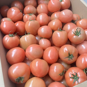 【ドドン！大容量でお得⭐️】大玉トマトの小ぶりサイズ6キロ
