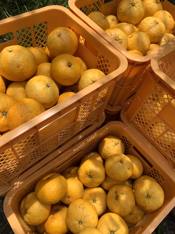 伊豆白浜産　自然栽培の甘夏　2kg