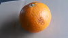 清見オレンジ(ジュース、ジャム用）10キロ