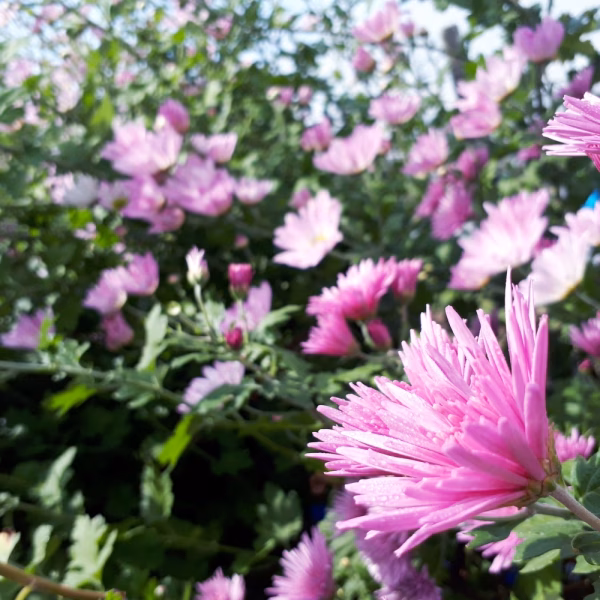 R6(小)見て綺麗！食べて美味しい食用菊【はなよめ】150㌘