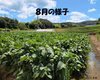 【濃厚な甘みと旨み】兵庫県産 丹波黒枝豆の苗（丹波黒大豆/丹波黒）6月中頃〜発送