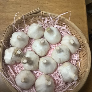 子どもの野菜無農薬・自然栽培新ニンニク福地ホワイトMサイズ500g12個程度