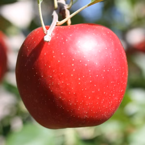 信州あづみ野から「陽光（ようこう）」家庭用（10月下旬～）