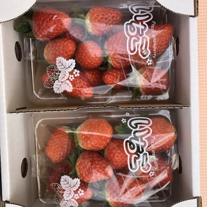 とちおとめ　280g×2パック　Lサイズ以上