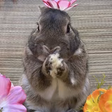 谷口 アンジェラ