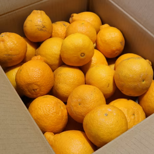 ☆デコポン発祥の地・熊本県不知火町産☆ご家庭用不知火 10キロ