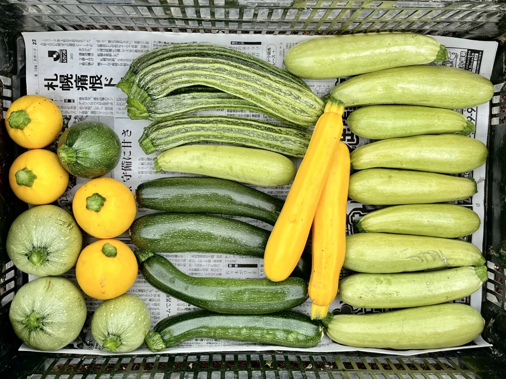 信州育ち]いろんなズッキーニ詰め合わせ｜野菜の商品詳細｜ポケット