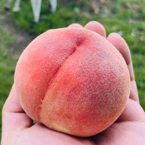 桃　あかつき　小玉　ご家庭用