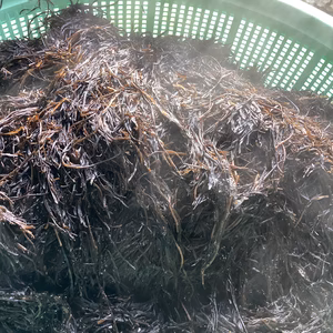 ２８日炊き上げ直送　釜揚げ直送生ヒジキ日！！同梱したい方メッセージを