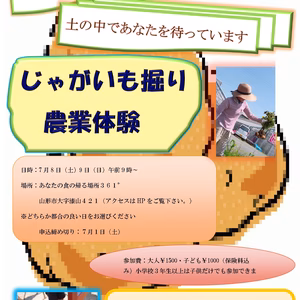 夏の味覚、じゃがいも掘り体験