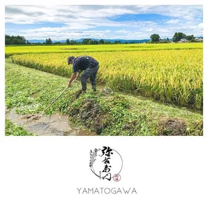 雪蔵銀ぴか米（ミルキークイーン玄米）特別栽培米（減農薬減化学肥料）