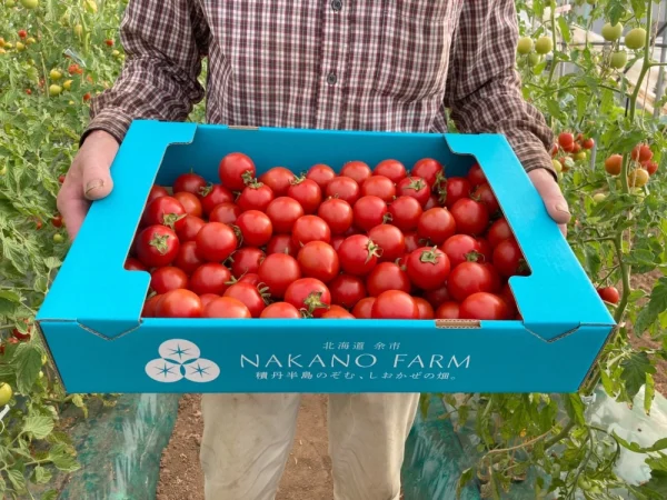 【訳あり格安！】中玉トマト4kg送料無料傷無し2L〜3Lサイズ