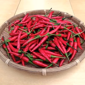 生唐辛子：プリッキーヌ 200g