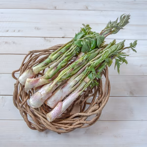 【大人気です！山の風味が美味しい】採れたて天然山うど約600g+オマケ1種