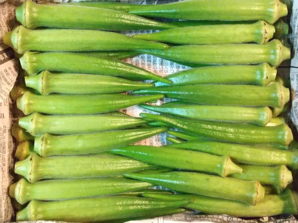 【9/28収穫▪発送】自然農法☆丸オクラ　450g～