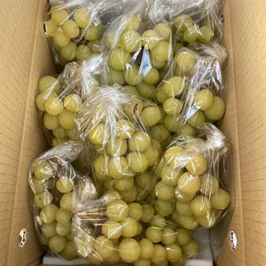 木に成育したまま、美味しくなった黄色粒で枝は茶色の完熟シャインマスカット