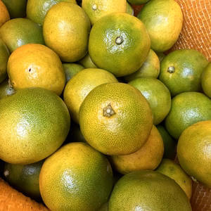 【有機JAS認証】今だけ！摘果みかん。その2