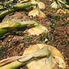 【栽培期間中農薬不使用】寒い冬を越して甘〜く育った《早生》新玉ねぎ【京野菜】