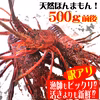 ちょっと訳アリ！プリプリ刺身OK！活き〆伊勢海老500ｇ前後　1~3尾　