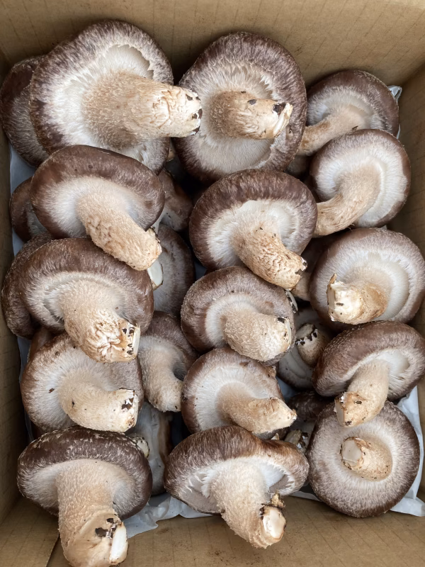 北海道産しいたけ 格別な風味の椎茸で贅沢な時間を【500g・1kg】