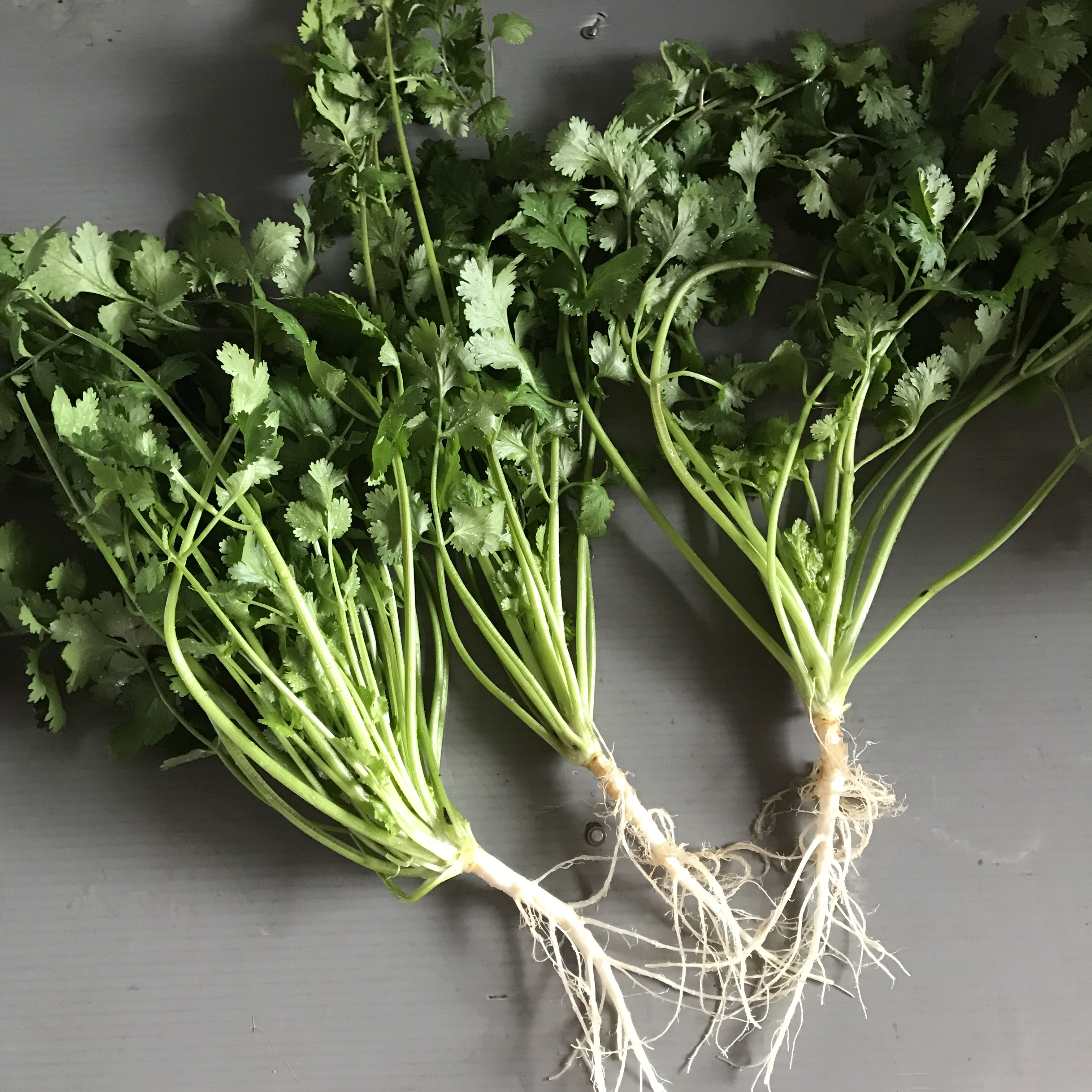パクチーの通販・お取り寄せ商品｜野菜｜ポケットマルシェ｜産地