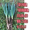 ※訳ありお買得【農薬・化学肥料不使用栽培】赤ネギ＆長ネギ食べ比べ紅白セット