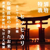 令和7年度 新米 広島県産  はんでん 代表品種 特別栽培米 ヒノヒカリ