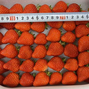 長崎県産いちご　ゆめのか　梱包材込み800g以上