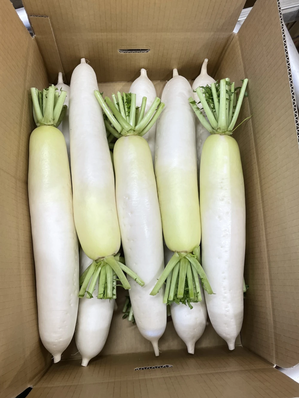 農家直送。青首大根Ｌサイズ１０本入り