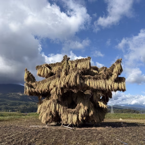 \\令和7年産/つちや農園　自然米天日乾燥「ササシグレ」