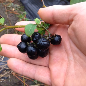 一回食べるとクセになる。ガーデンハックルベリー（ジャムの作り方レシピ付）