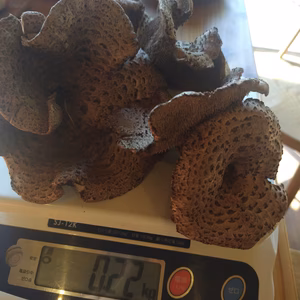◆最高級◆ニセコ産天然香茸。激レア