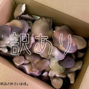 【キノコで応援！】お得な訳あり黒あわび茸