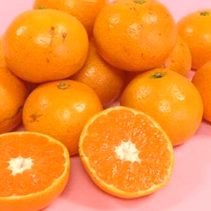 ※数量限定※ やーらしか(かわいい)鹿島産みかん (小玉/傷あり含む）