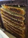 希少品種♪ 日本ミツバチ〔古来種〕のオーガニック蜂蜜 250ｇ