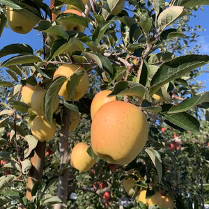 青森りんご パリパリで甘い希少品種りんご『はるか』【家庭用】