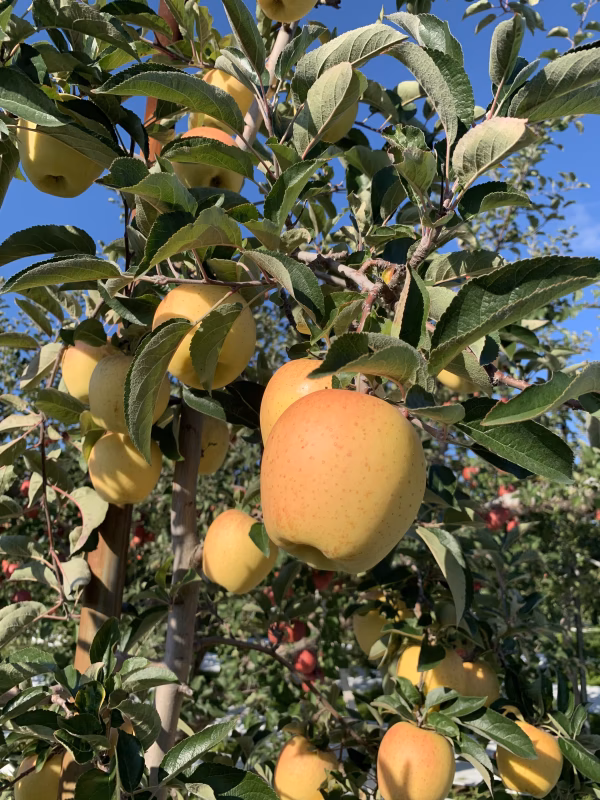 青森りんご パリパリで甘い希少品種りんご『はるか』【家庭用】