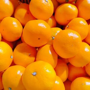 【毎年大人気】旨い！安い！甘い！食べてみて熊本の大きいみかん