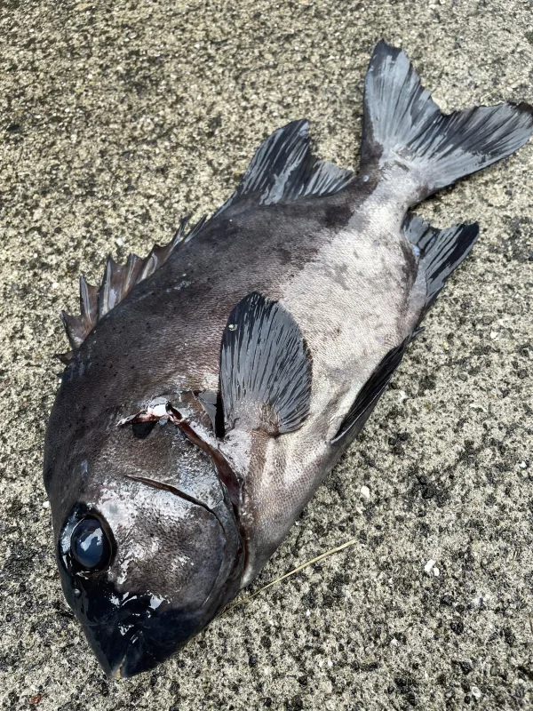 【魚突き】鹿児島県竹島の石鯛1.2kg 鱗、下処理済み